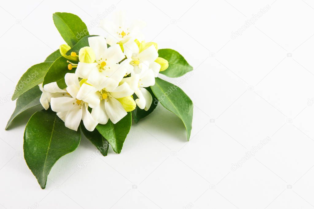 White flower, Orange Jessamine