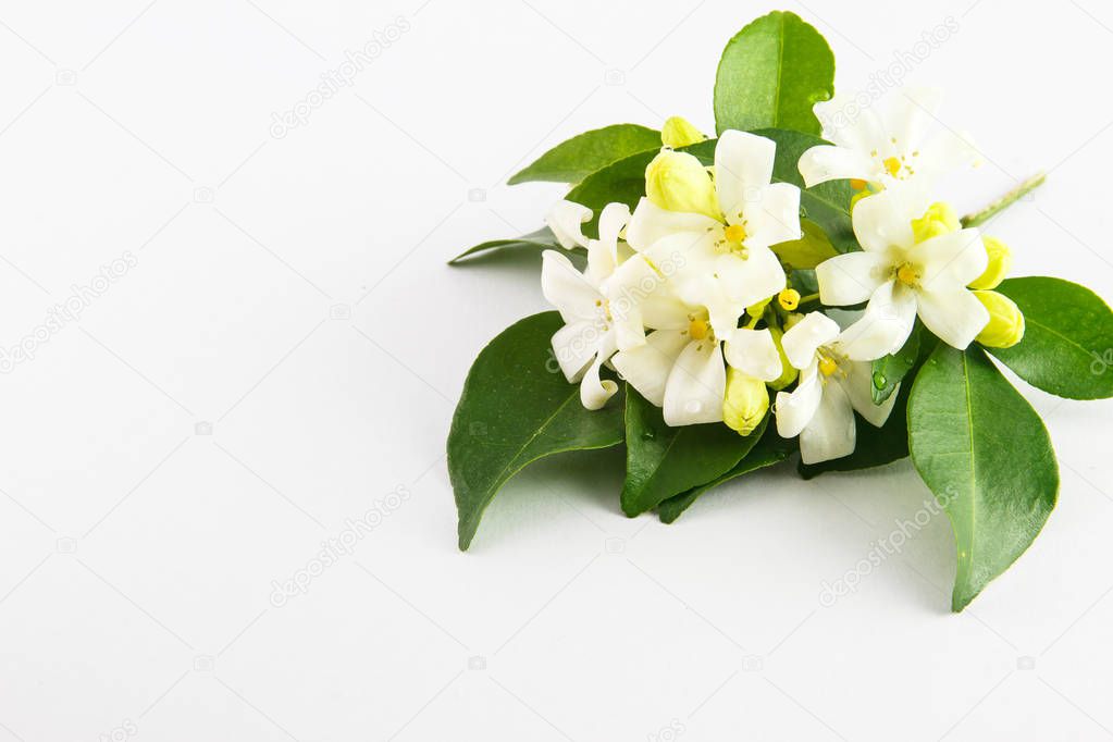 White flower, Orange Jessamine on white background, copy space available