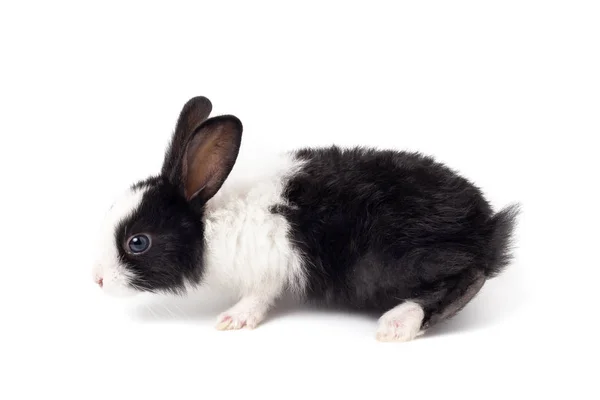 白色背景的兔子 — 图库照片