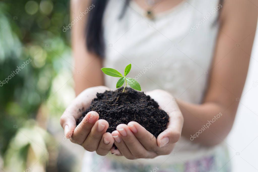 girl hand holding young tree for prepare plant on ground, save world concept.