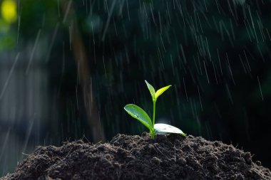 Tohumlar topraktan, ekoloji kavramından yetişiyor.