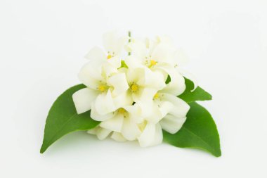 Beyaz çiçek, beyaz arkaplanda Turuncu Jessamine, kopyalama alanı mevcut