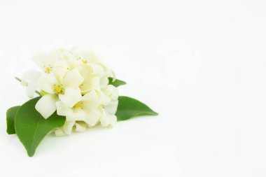 Beyaz çiçek, beyaz arkaplanda Turuncu Jessamine, kopyalama alanı mevcut