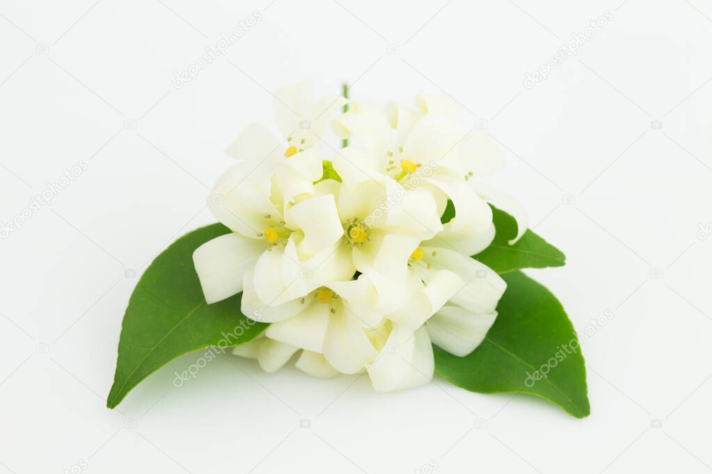 White flower, Orange Jessamine on white background, copy space available
