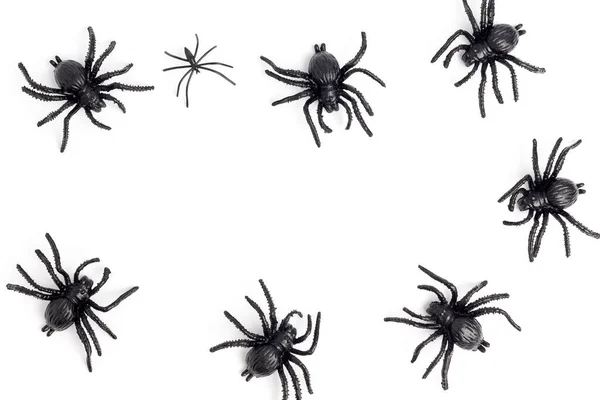 Black Spider Isolated White Background — Stock Photo, Image