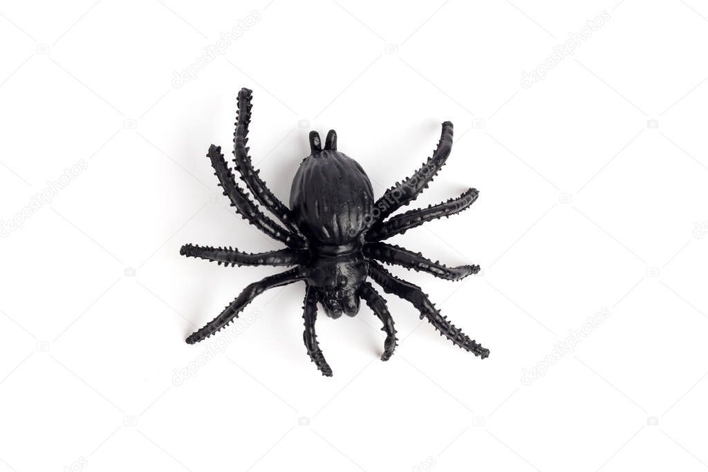 Black spider isolated on a white background