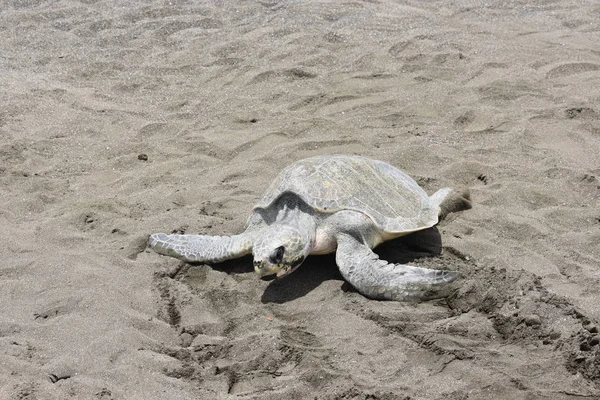 Aikuisten Merikilpikonnien Kuteminen Rannalla — kuvapankkivalokuva