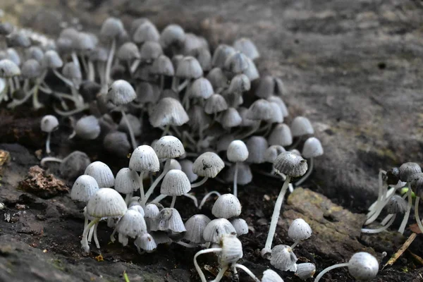 Small white mushrooms on a wooden log