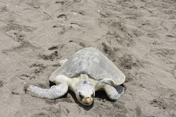 Erwachsene Meeresschildkröten Laichen Strand — Stockfoto