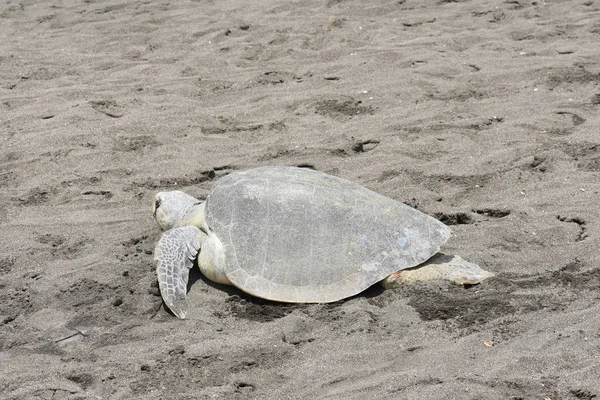 Tartaruga Marina Adulta Che Depone Uova Sulla Spiaggia — Foto Stock