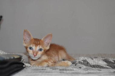 Çizgili ve mavi gözlü sarı saçlı kedi içecekleri. Yatakta oynamak.