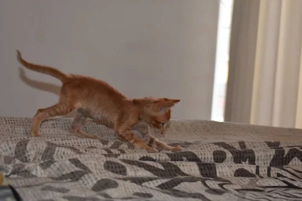 Bebidas Gato Con Cabello Rubio Con Rayas Ojos Azules Jugando — Foto de Stock