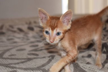 Çizgili ve mavi gözlü sarı saçlı kedi içecekleri. Yatakta oynamak.