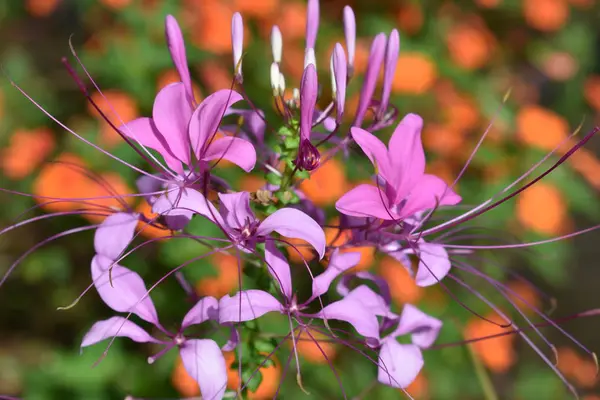 Kırmızı ve mor tonlarda birkaç tropikal çiçek.