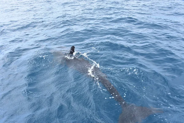 Kosta Rika Güney Pasifik Denizi'nde tekne Orcas yanlış görünümler.