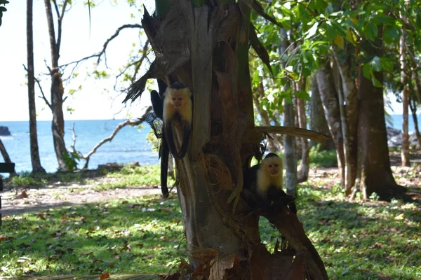 Macaco Corpo Castanho Cara Branca Escalada Folhas Árvores Tropicais — Fotografia de Stock