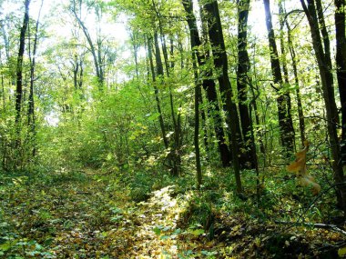  Kharkov yakınlarındaki terk edilmiş orman yolu