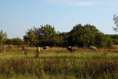 Sahada Ukraynacows otlayan gobies