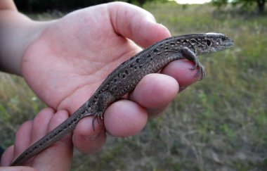 avuç içinde kertenkele