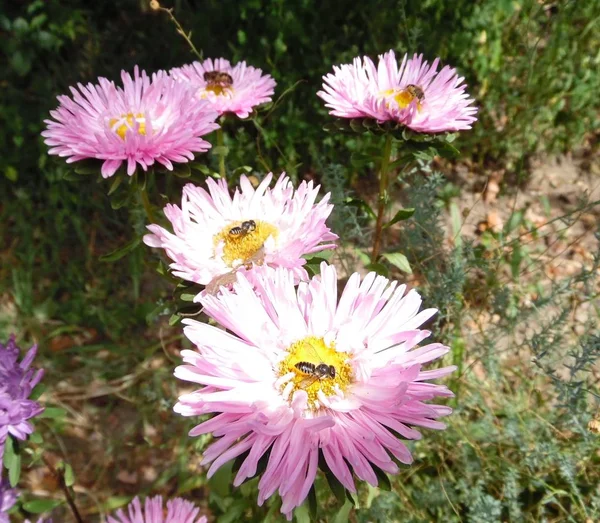 Kwitnące Ogród Fioletowy Astry — Zdjęcie stockowe