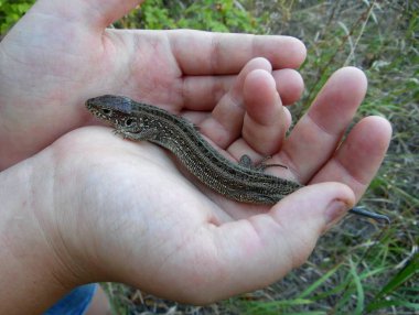 avuç içinde kertenkele