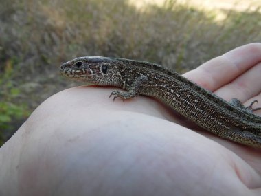 avuç içinde kertenkele