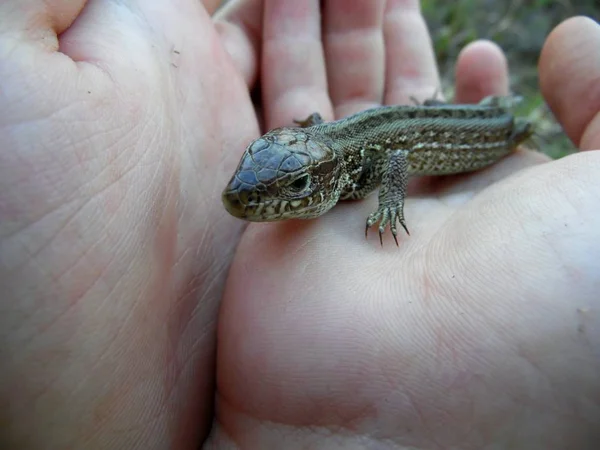 Lagarto Palma —  Fotos de Stock