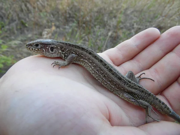 Lagarto Palma —  Fotos de Stock