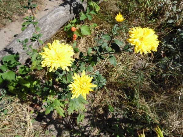 Flores Jardín Crisantemos Amarillos — Foto de Stock