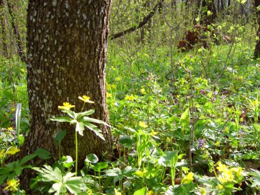 doğurmak İrlandalı kırmızı setter