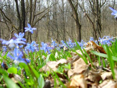 bahar ormanlarında orman sızıntıları