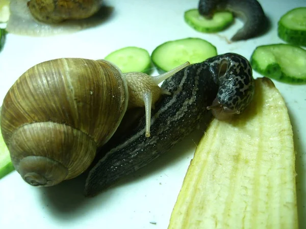 Slak Slug Eten Komkommers Bananenschil — Stockfoto