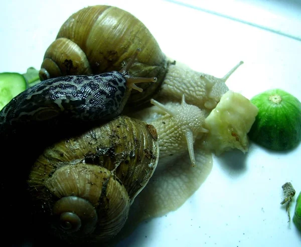 Slak Slug Eten Komkommers Bananenschil — Stockfoto