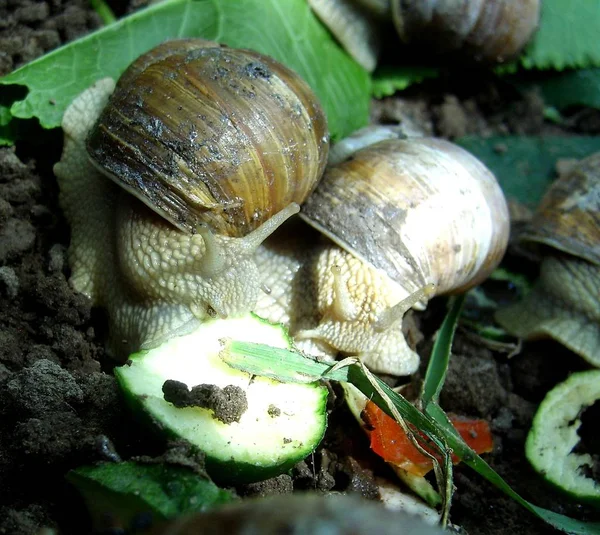 Slak Slug Eten Komkommers Bananenschil — Stockfoto