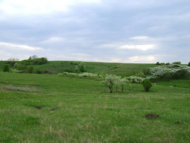 Slobozhanshchina Ukrayna orman-step manzara