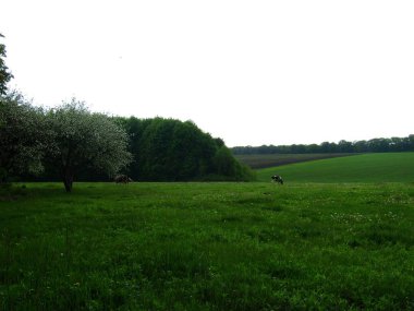 Sahada Ukraynacows otlayan gobies