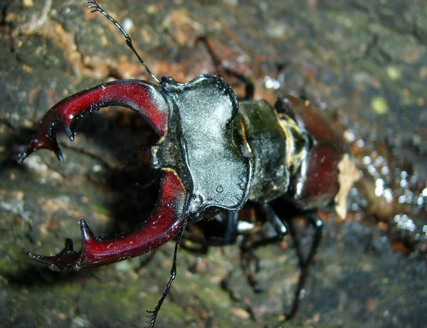 Ağaç Kabuğu Üzerinde Böcek Geyik — Stok fotoğraf