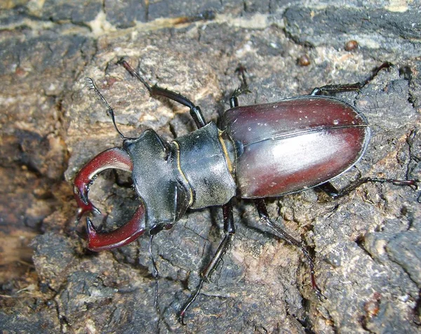 Ciervos Escarabajo Corteza Del Árbol —  Fotos de Stock