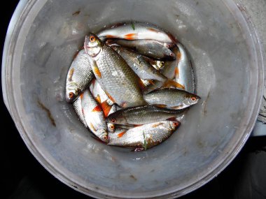 nehir hamamböceği balık yakalamak