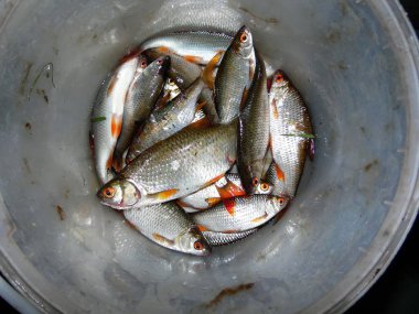 nehir hamamböceği balık yakalamak