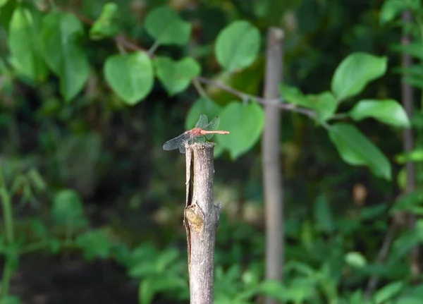 Trollslända Bakgrund Löv — Stockfoto