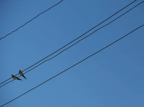 Πουλί Καταπίνει Κάθεται Καλώδια Πάνω Ένα Μπλε Ουρανό — Φωτογραφία Αρχείου
