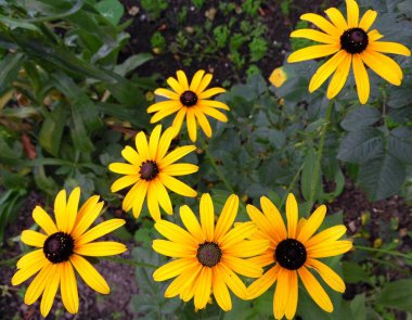 bahçe çiçekleri sarı krizantem