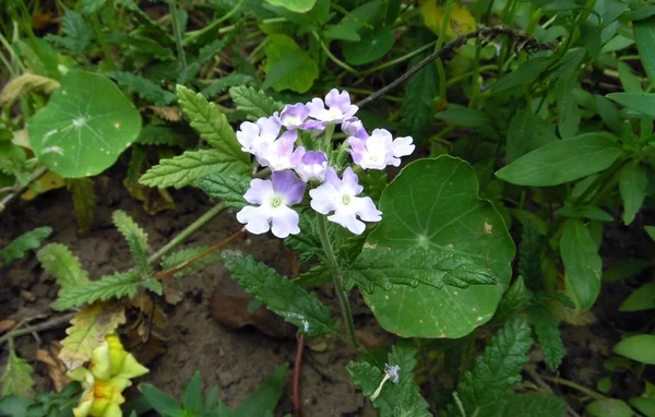 Les Fleurs Jardin Dans Jardin Été — Photo