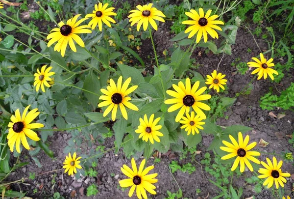 Kwiaty Ogrodowe Żółte Chryzantemy — Zdjęcie stockowe