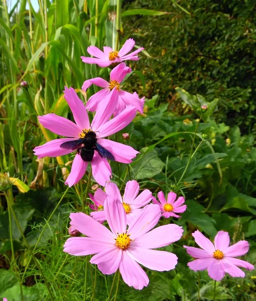 Czarna Pszczoła Stolarz Kwiatek — Zdjęcie stockowe