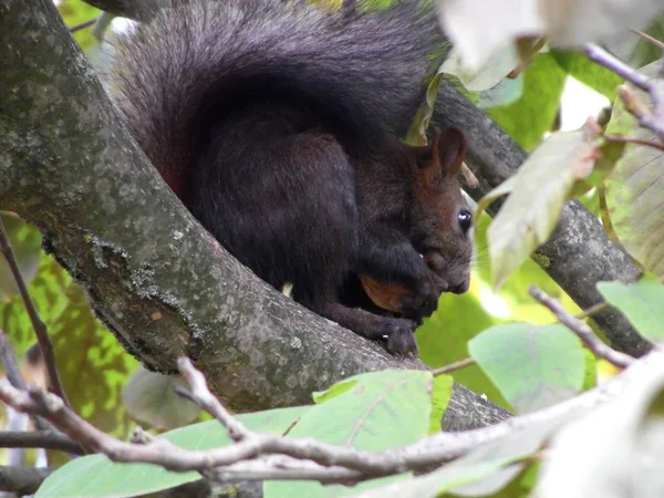 Squirrel Eating Walnut Tree — Stock Photo, Image