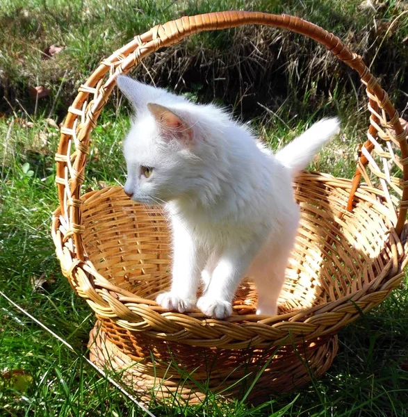 一只白色的小猫在草坪上的篮子里 — 图库照片