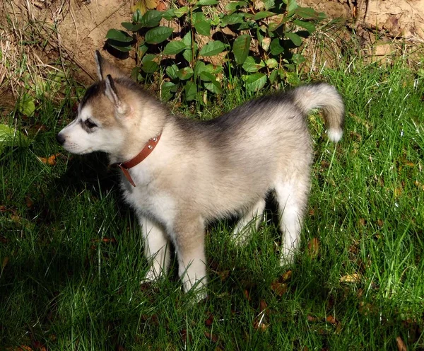 Husky Puppy Staat Een Grasveld Achtergrond — Stockfoto