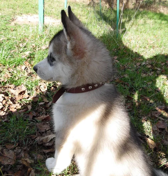 Husky Puppy Stands Lawn Background — Stok fotoğraf
